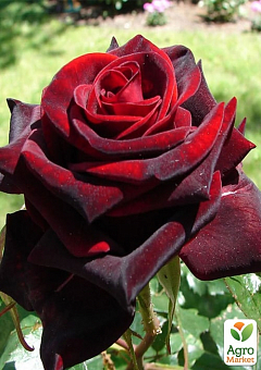 Ексклюзив! Троянда чайно-гібридна "Темна Вишня" (Black Cherry) (саджанець класу АА+) вищий сорт2