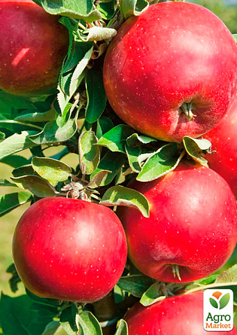 Яблоня "Вильямс прайд" (летний сорт, ранний срок созревания) - фото 4