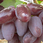 Виноград "Эмир" (вес грозди до 2000 г ягода крупная, сладкая)