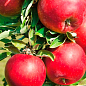 Яблоня "Вильямс прайд" (летний сорт, ранний срок созревания)
