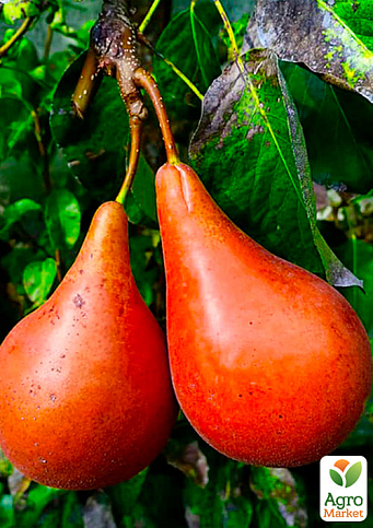 Груша "Старкримсон" (літній сорт, ранній термін дозрівання) - фото 4