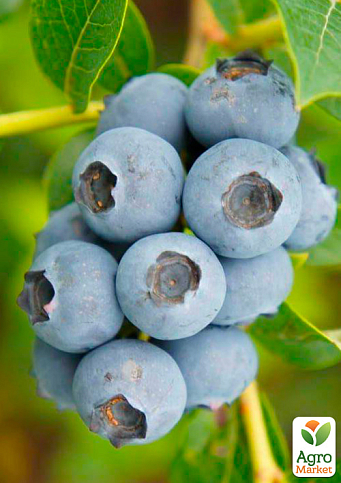 Лохина (чорниця садова) 2 роки "Топ Шелф" (Top Shelf) С2 висота 50-60см - фото 5