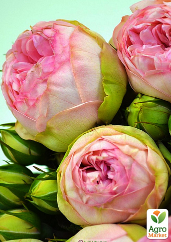 Роза кустовая " Брайдал Пиано" (BRIDAL PIANO) (саженец класса АА+) высший сорт - фото 5