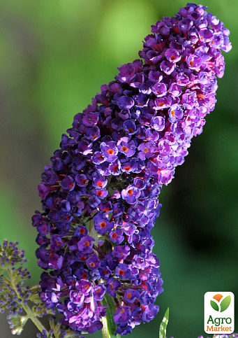Буддлея Давида "Purple Emperor" С1 (висота 20-40см) - фото 3
