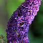 Буддлея Давида "Purple Emperor" С1 (висота 20-40см) цена
