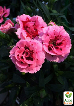 Гвоздика Махровая "Oscar Pink and Purple" (контейнер № 10, высота 10 см)21