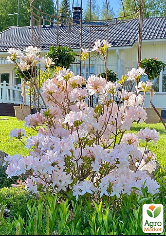 Рододендрон комнатный "White"  - фото 5