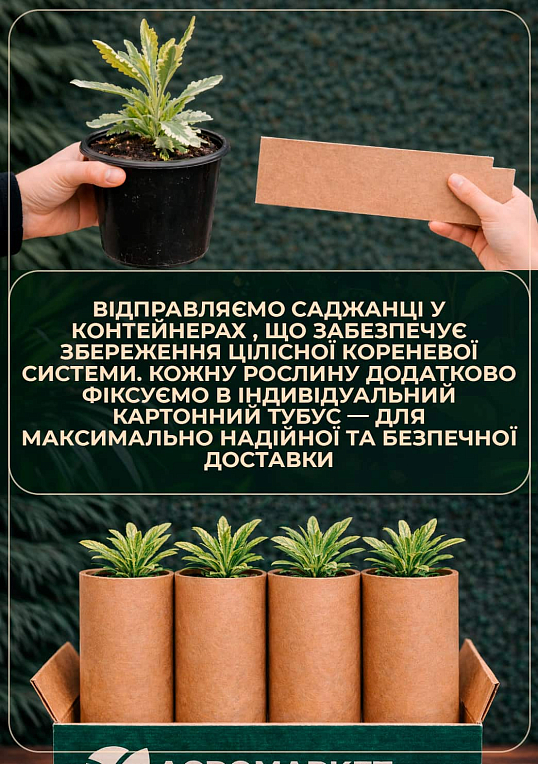 Лаванда пестролистная "Platinum Nico" (контейнер № 10, высота 10-15 см)