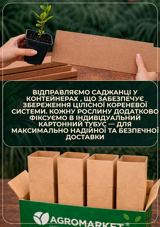 Падуб гостролистий (Ilex aquifolium) вазон Р9