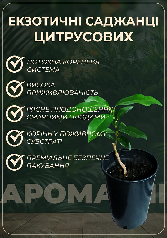 Апельсин "Навеліна" - фото 2