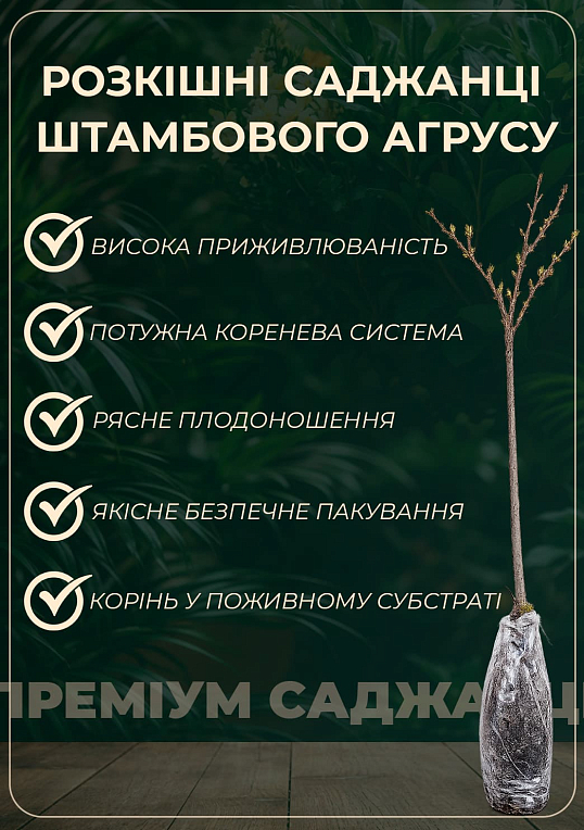Агрус на штамбі "Інвікта" (Invicta) (середнього терміну дозрівання, великоплідний сорт) - фото 2