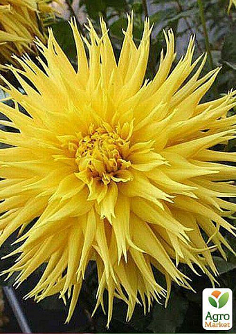 Георгина "Encore"