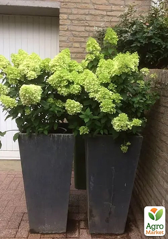 Гортензия метельчатая 2-х летняя "Mojito" высота саженца 20-30см - фото 5