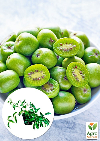 Актинидия 2-х летняя аргута "Сентябрьская" (мини-киви, морозостойкий сорт) вазон С1