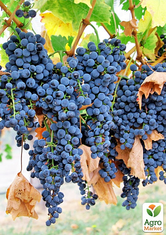 Виноград "Маркетт" (винний сорт, хворобостійкий, морозостійкий)  - фото 3