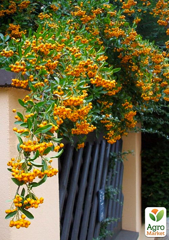 Пираканта "Soleil d`Or" 3-х летняя (высота 60-80см) - фото 3