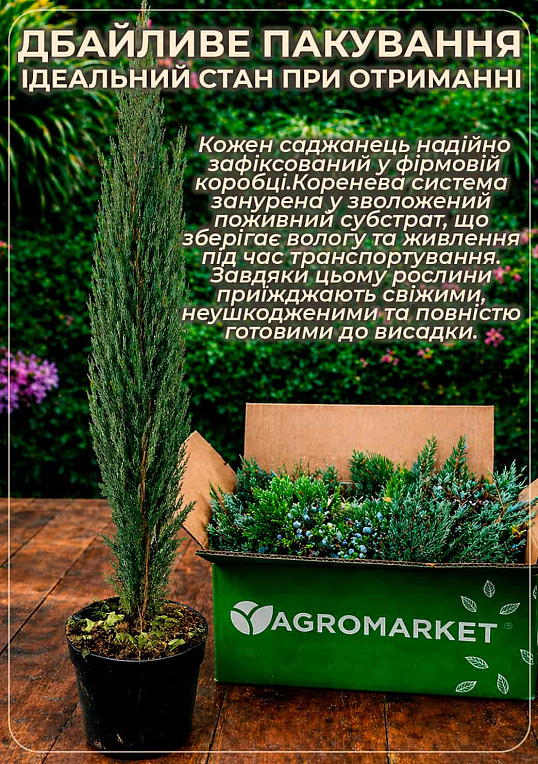 Можжевельник китайский "Expansa Variegata" (ком/сетка) диаметр 60-70 см