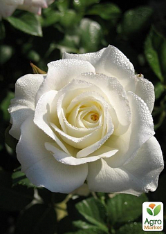 Роза чайно-гібридна "Маруся" (саджанець класу АА +) вищий сорт1