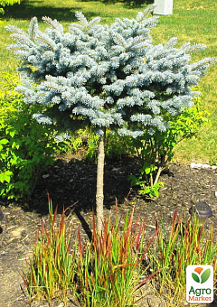 Ялина блакитна на штамбі «Кейбаб» (Picea pungens «Kaibab») С3, висота 50-70см1