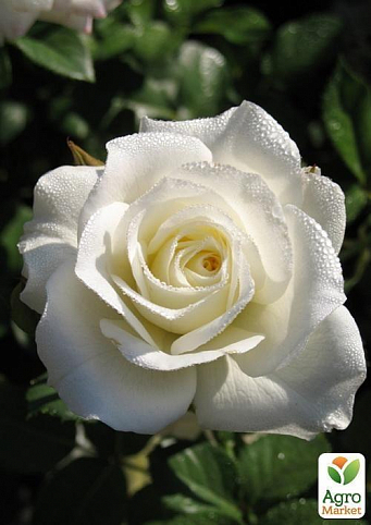 Роза чайно-гибридная "Маруся" (саженец класса АА+) высший сорт