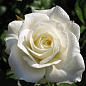 Роза чайно-гибридная "Маруся" (саженец класса АА+) высший сорт
