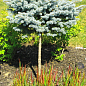 Ель голубая на штамбе "Кейбаб"(Picea pungens "Kaibab") С3, высота 50-70см