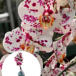 Орхідея (Phalaenopsis) "Leo"