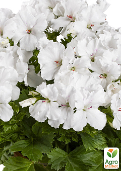 Пеларгонія Королівська Candy Flowers "White" (контейнер №10, висота 10-20 см)2