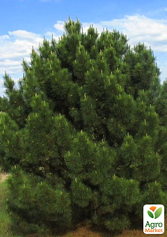 Кримська сосна 2-річна (Pinus nigra pallasiana) С1.5, висота 30–40 см 1 саджанець в упаковці