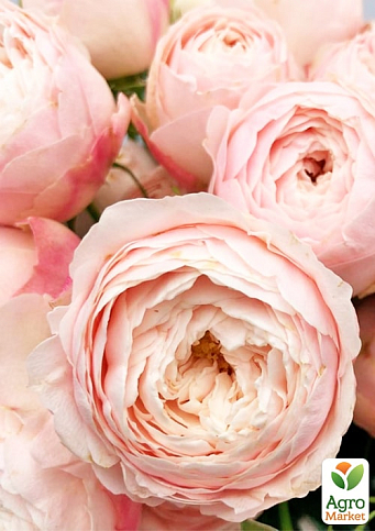 Роза кустовая "Менсфилд парк" (Mansfield Park) (саженец класса АА+) высший сорт - фото 7