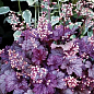 Гейхера (Heuchera) "Shanghai" С1 (высота 15-30см)