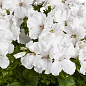 Пеларгонія Королівська Candy Flowers "White" (контейнер №10, висота 10-20 см)