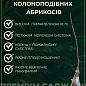Абрикос колоновидный "Санни" купить