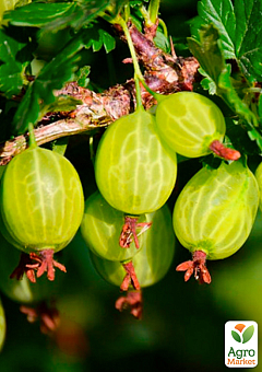Крыжовник "Жемчужинка" (средний срок созревания)13