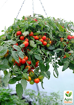 Томат ампельний "Red Profusion" ТМ "Vesna Select" 0.1г17