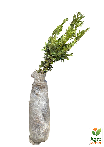 Самшит вічнозелений 2 х річний саджанець - фото 5