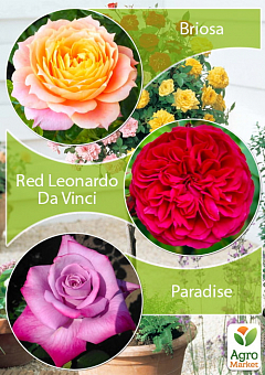 Окулянти Троянди на штамбі Триколор «Red Leonardo Da Vinci + Briosa + Paradise»1