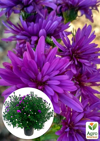 Айстра ново-бельгійська "Henry I Purple" (С1,5 висота 20-30см)