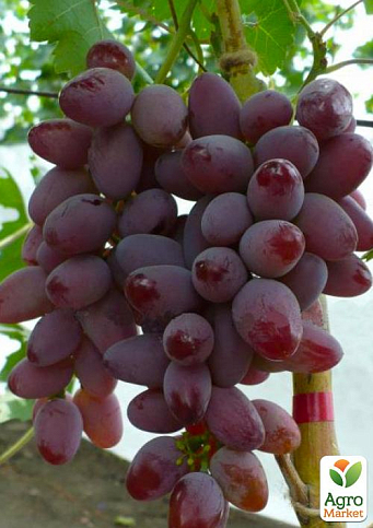 Виноград "Дольче Сонячний" (маса грони 600-1200 гр маса ягоди 12 гр) 1 саджанець в упаковці - фото 4