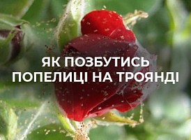 Попелиця на трояндах: що робити  | Agro-market
