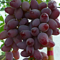 Виноград "Дольче Сонячний" (маса грони 600-1200 гр маса ягоди 12 гр) 1 саджанець в упаковці