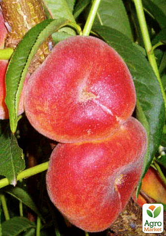 Инжирный персик "УФО-5" (летний сорт, средне-ранний срок созревания)