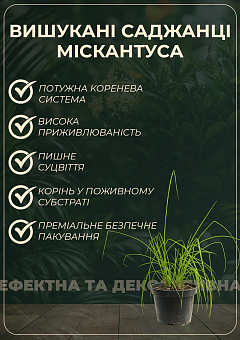 Міскантус китайський "Sioux" С1.523