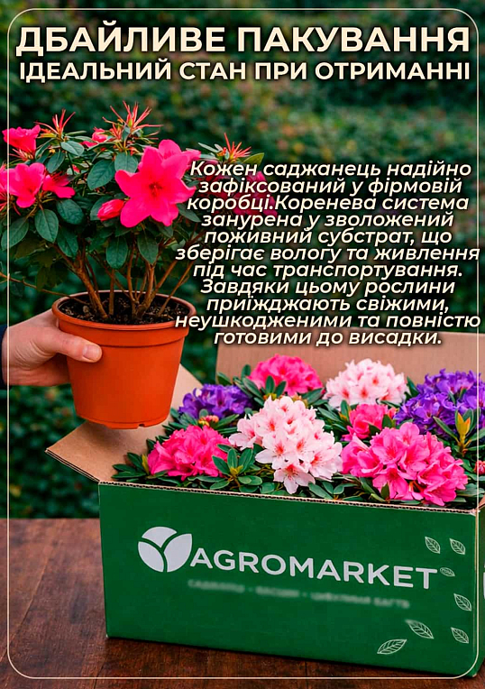 Рододендрон комнатный "Fluostern" Нидерланды