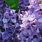 Сирень лилово-пурпурная "Капитан Гастелло" (Captain Gastello)