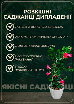 Дипладения (Mandevilla) "Jasper Burgundy" (цветущая лиана)16