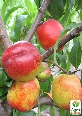 Нектарин "Рубіновий" (лисий персик, літній сорт, середній термін дозрівання) - фото 8