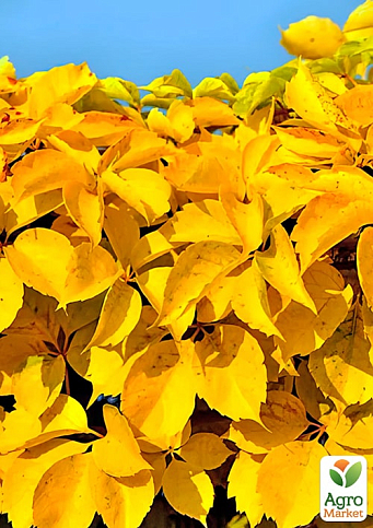 Виноград девичий пятилисточковый "Yellow Wall" С2 высота 40-90см - фото 4