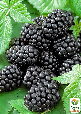 Ежевика гигант "Блек Джем" (ремонтантный, сладкий, бесшипный гибрид супер раннего созревания) - фото 4