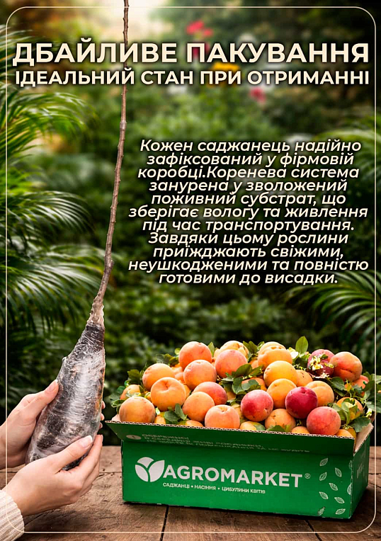 Абрикос колоноподібний Компакта (Compacta) - фото 2